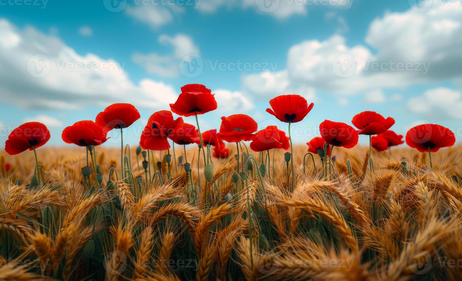 Red Poppies in Wheat Field Under Blue Sky photo