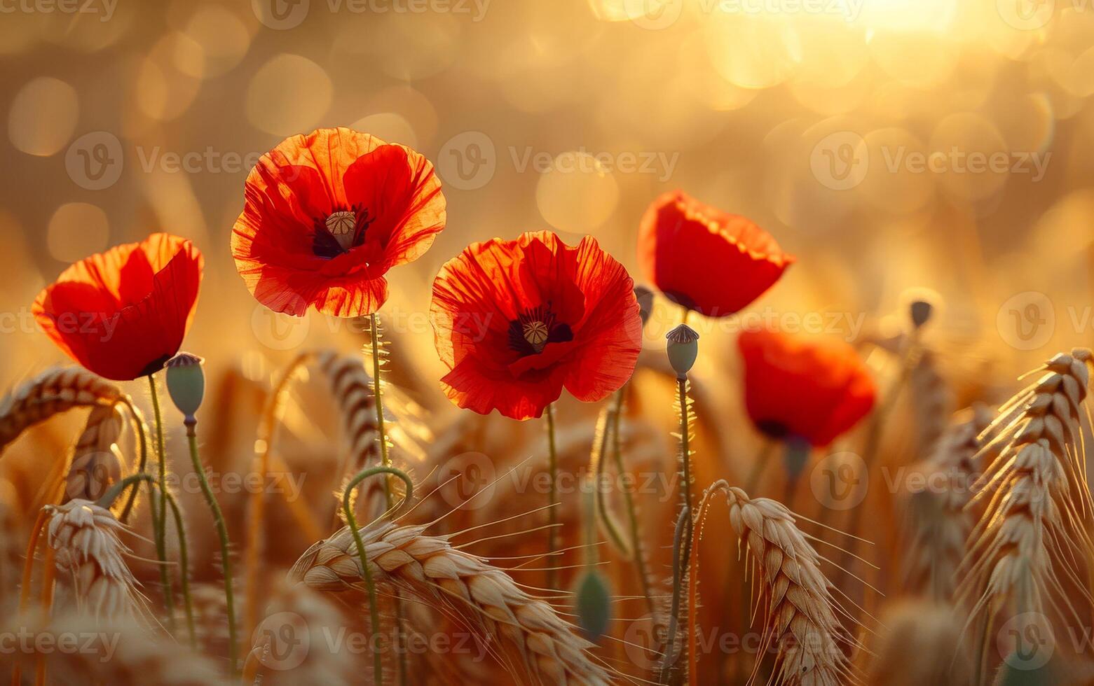 Red Poppies in Golden Wheat Field at Sunset. A close-up view of red poppy flowers blooming in a field of golden wheat at sunset. photo