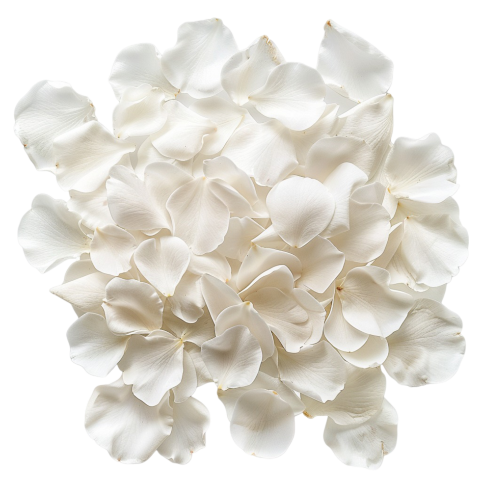 white flower petal png