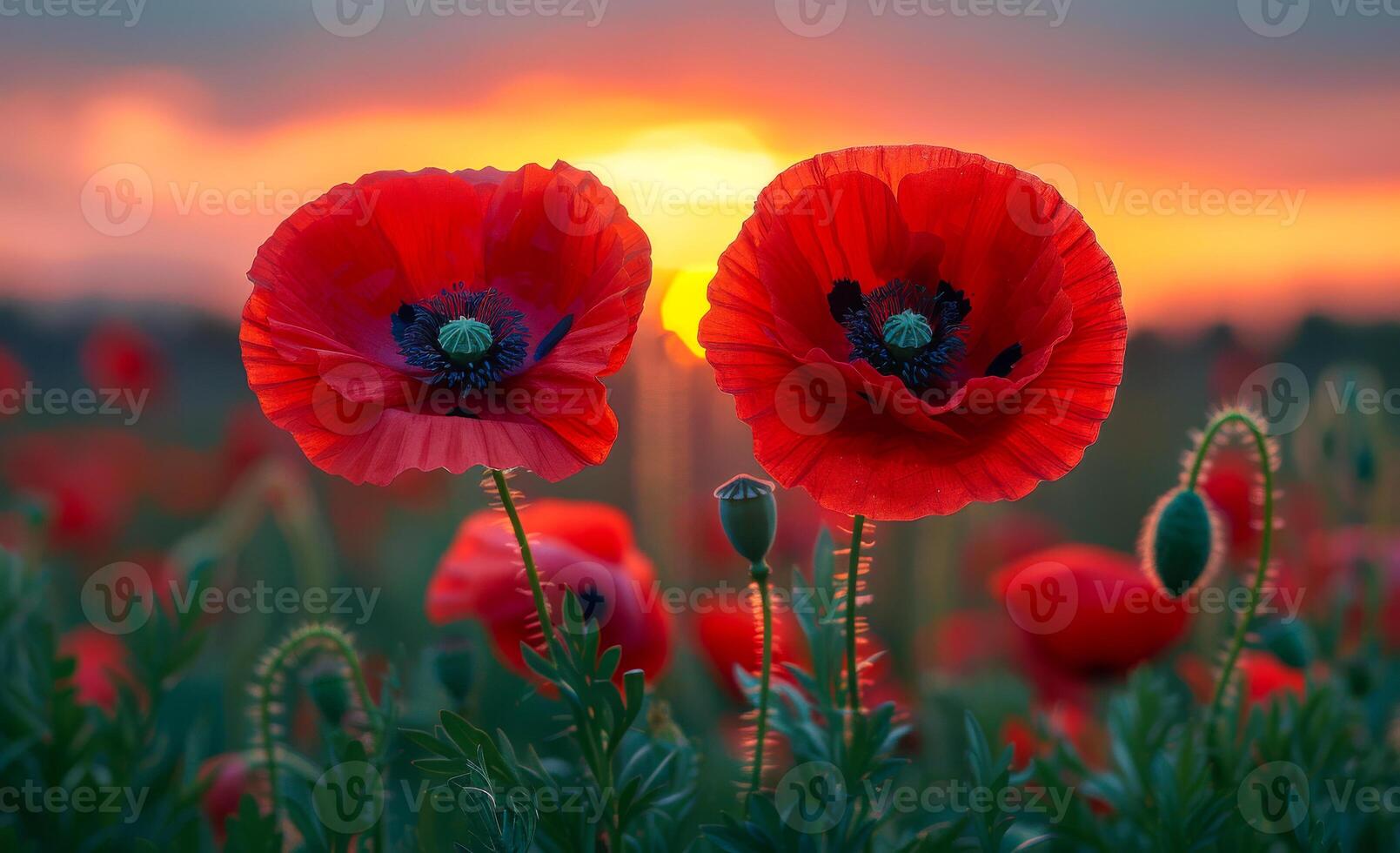 Two red flowers are in a field with a beautiful sunset in the background. The sunset adds a warm and serene atmosphere to the scene photo