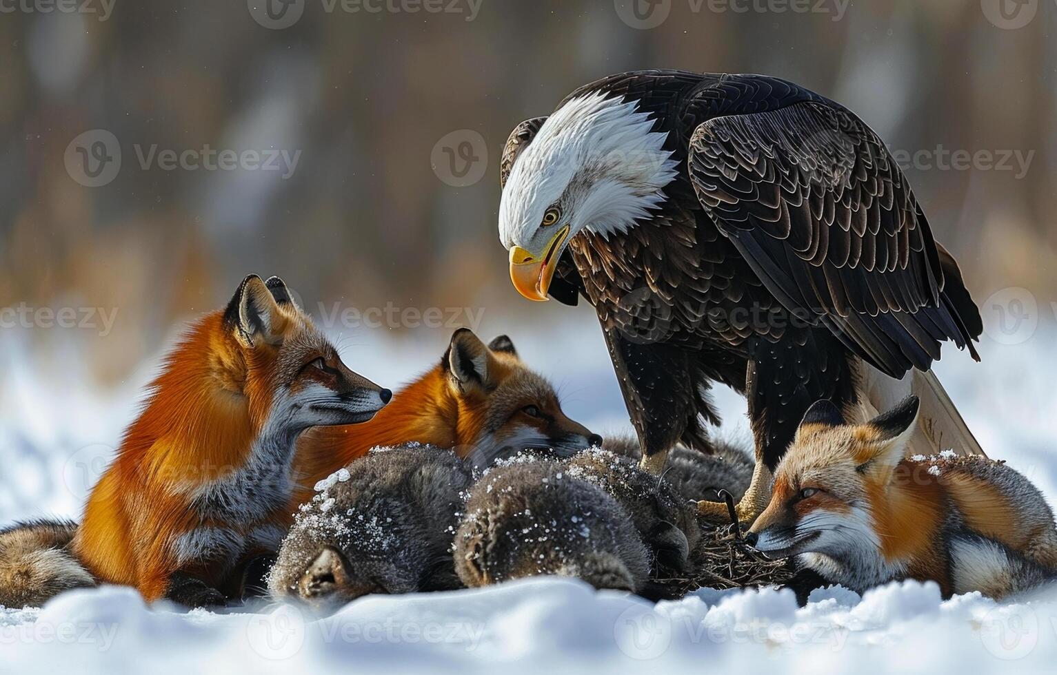 Bald eagle and red foxes in the snow photo