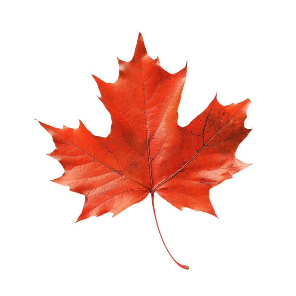 maple leaf alone png