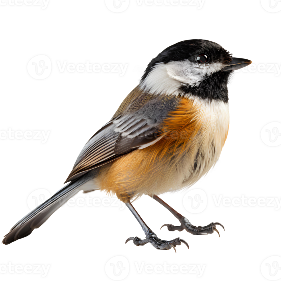 Black-Capped Chickadee bird . Black-Capped Chickadee isolated. Black and yellow bird png