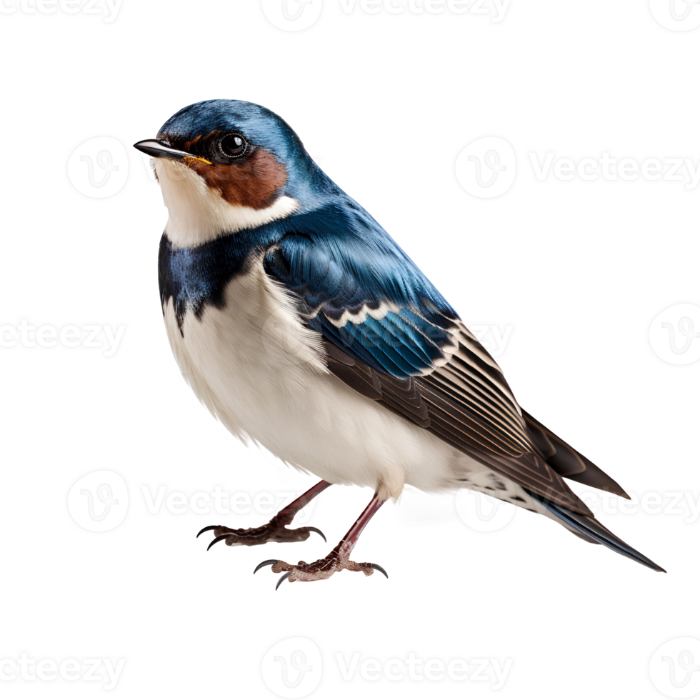 Swallows bird . Martins bird . Saw-wings bird isolated png