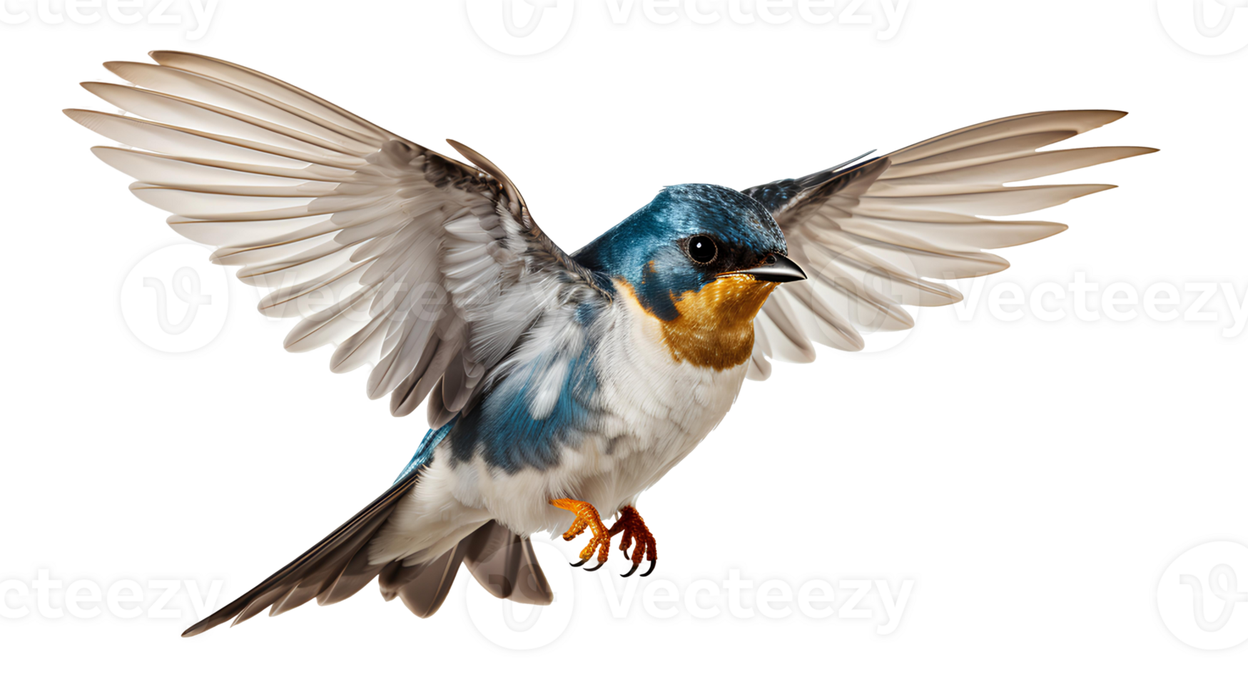 Swallows bird . Martins bird . Saw-wings bird isolated. Swallows bird flying with wings spread png