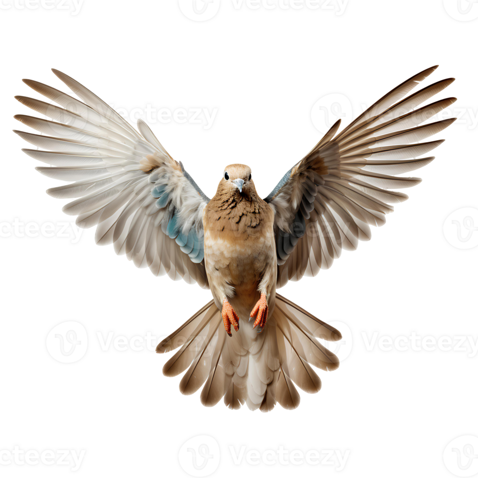 Dove bird . Mourning dove in flight with spread wings isolated. Dove of peace isolated. Rain dove with luscious feathers flying png