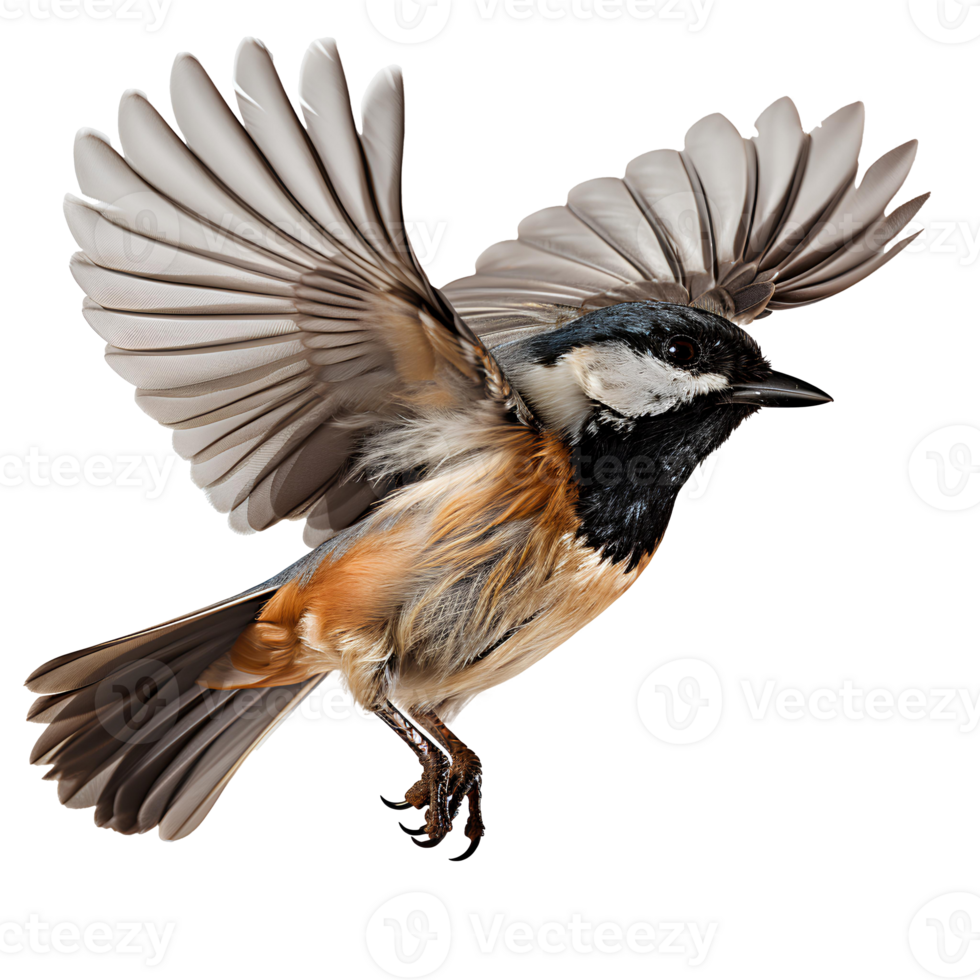 Black-Capped Chickadee bird . Black-Capped Chickadee bird flying with wings spread isolated. Black and yellow bird png