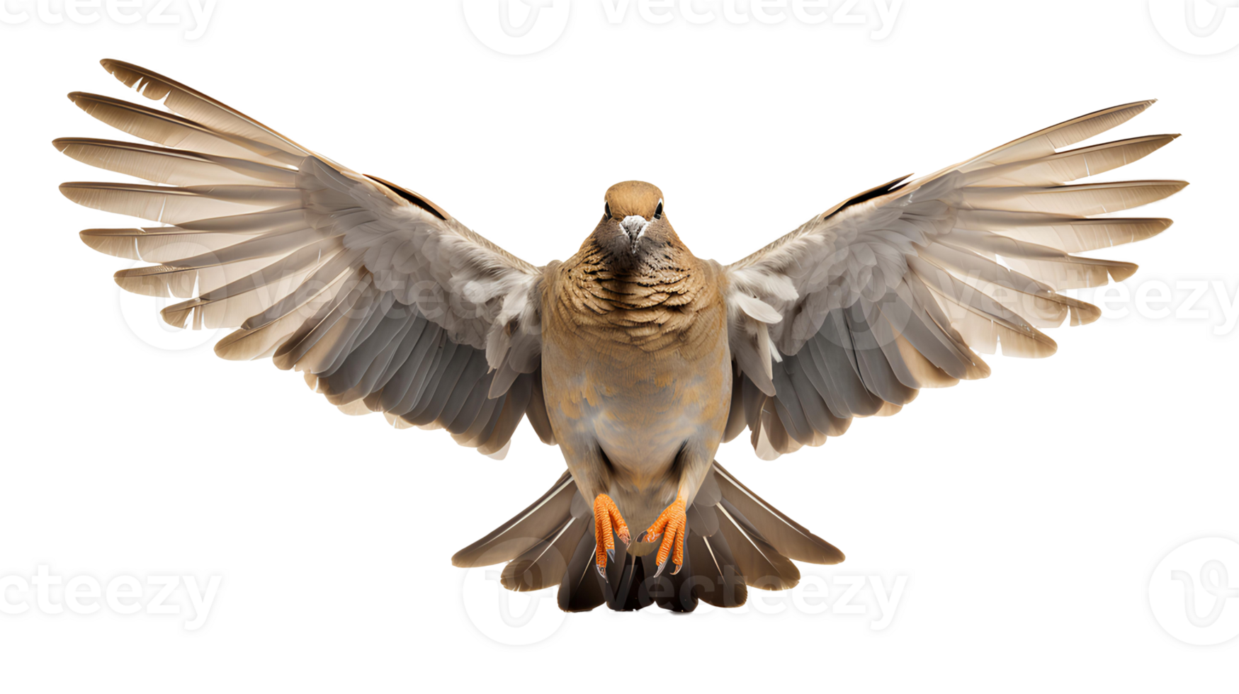 Dove bird . Mourning dove in flight with spread wings isolated. Dove of peace isolated. Rain dove with luscious feathers flying png