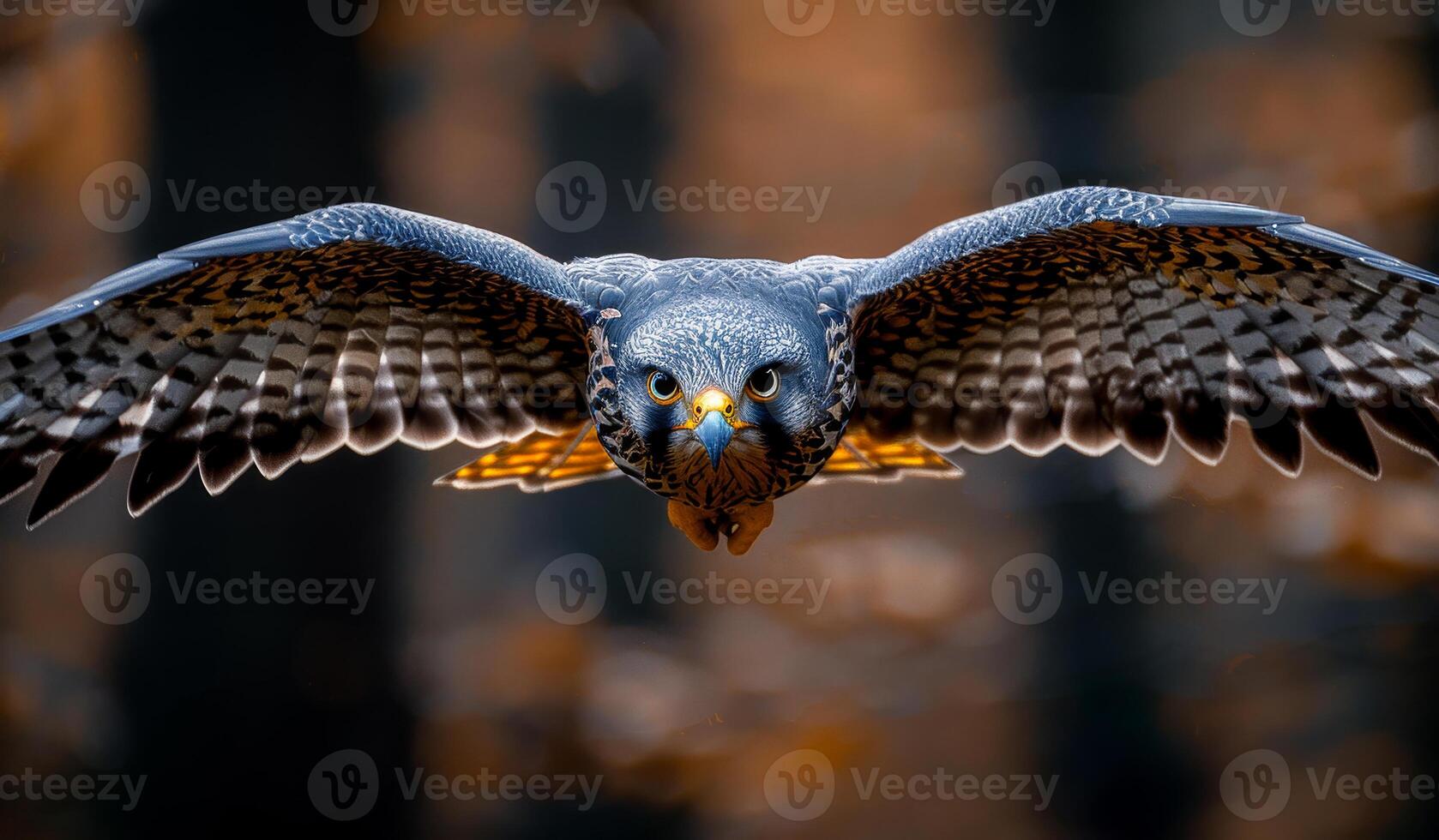 Peregrine Falcon bird of prey with open wings landing in the forest habitat Norway photo