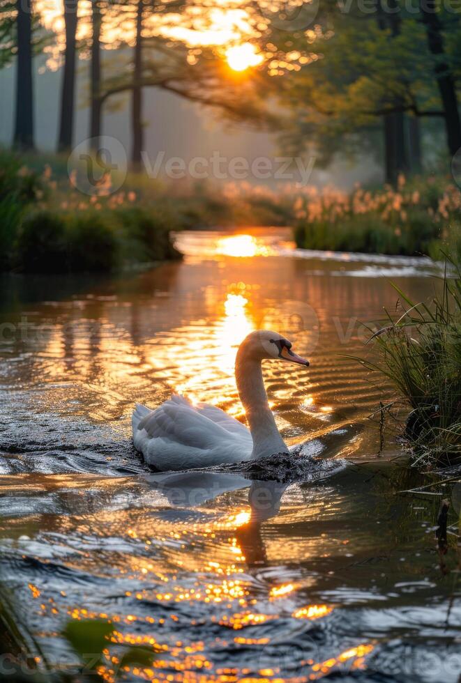 A swan is swimming in a river with the sun setting in the background photo