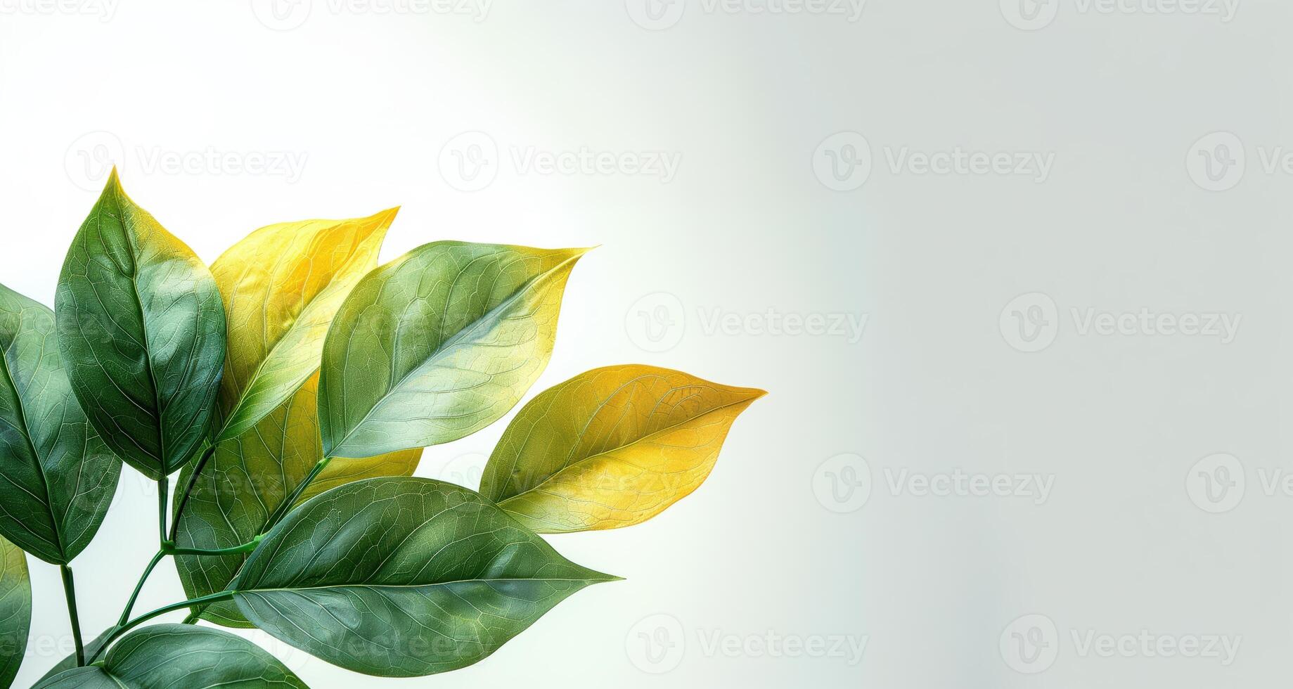 a green and yellow plant with leaves on a white background photo