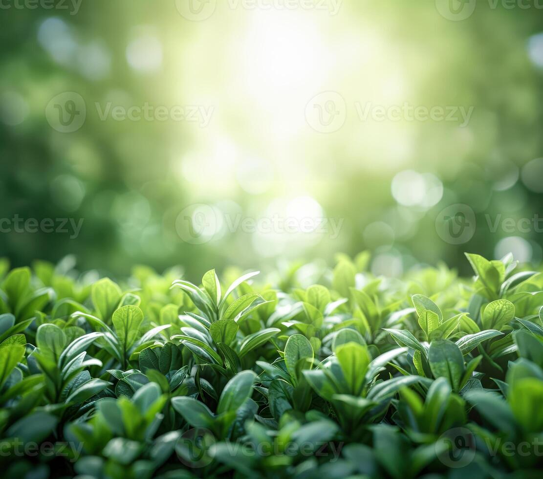green tea leaves in the sunlight with bokeh photo