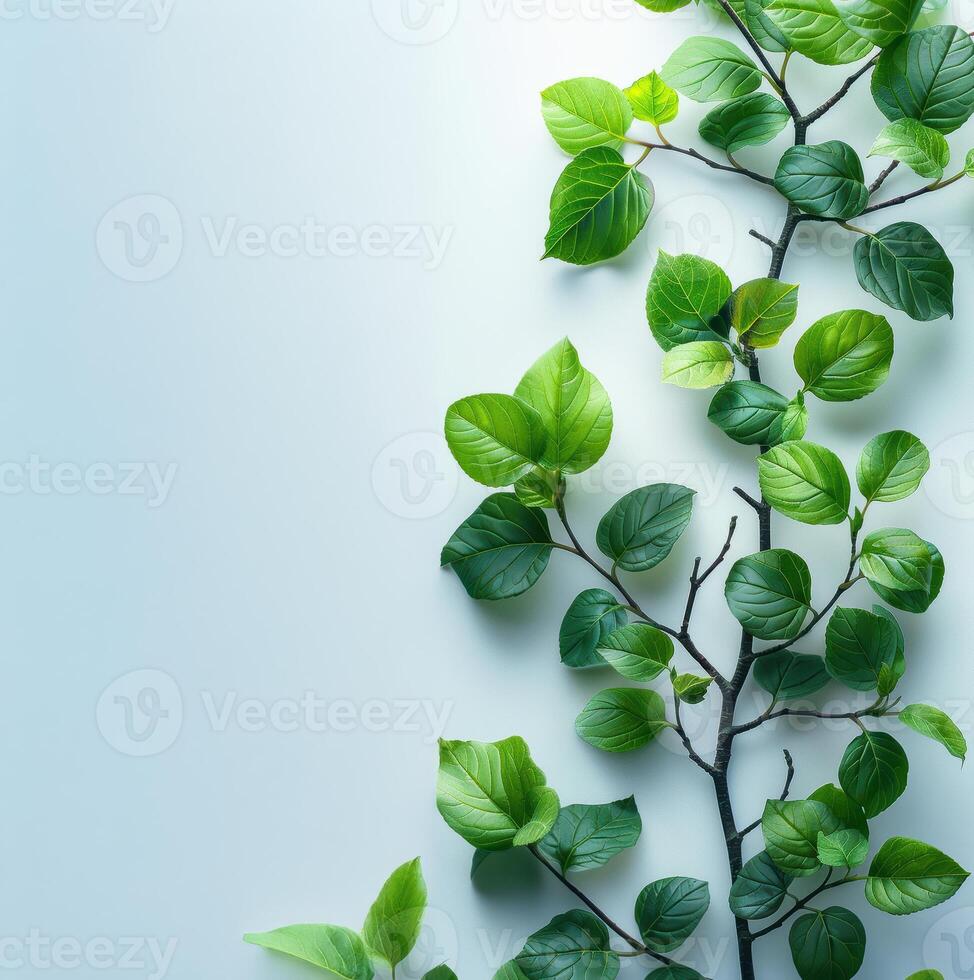 green leaves on a white background photo