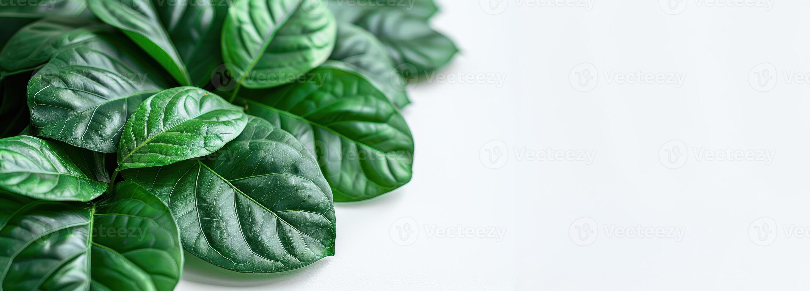 green leaves on white background photo