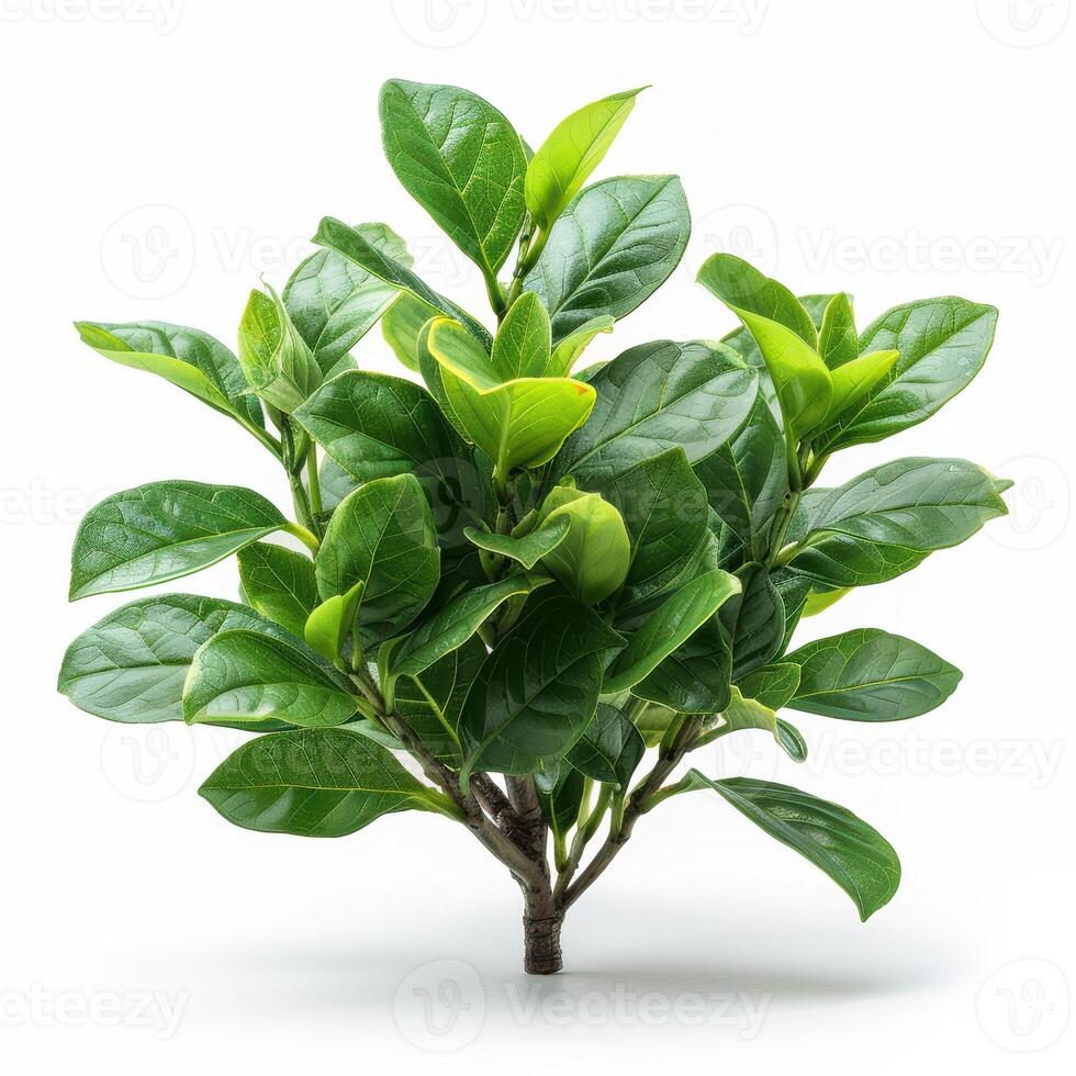 Fresh green plant with vibrant leaves isolated on white background. Perfect for botanical, nature, and greenery themes. photo