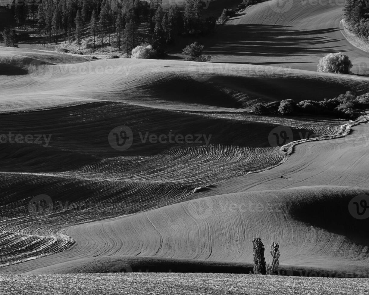 Landscape background. Black and white photo of beautiful nature