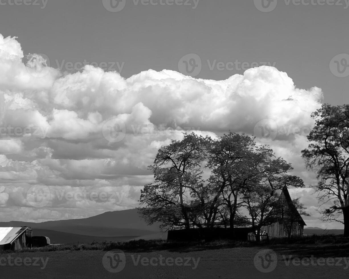 Landscape background. Black and white photo of beautiful nature