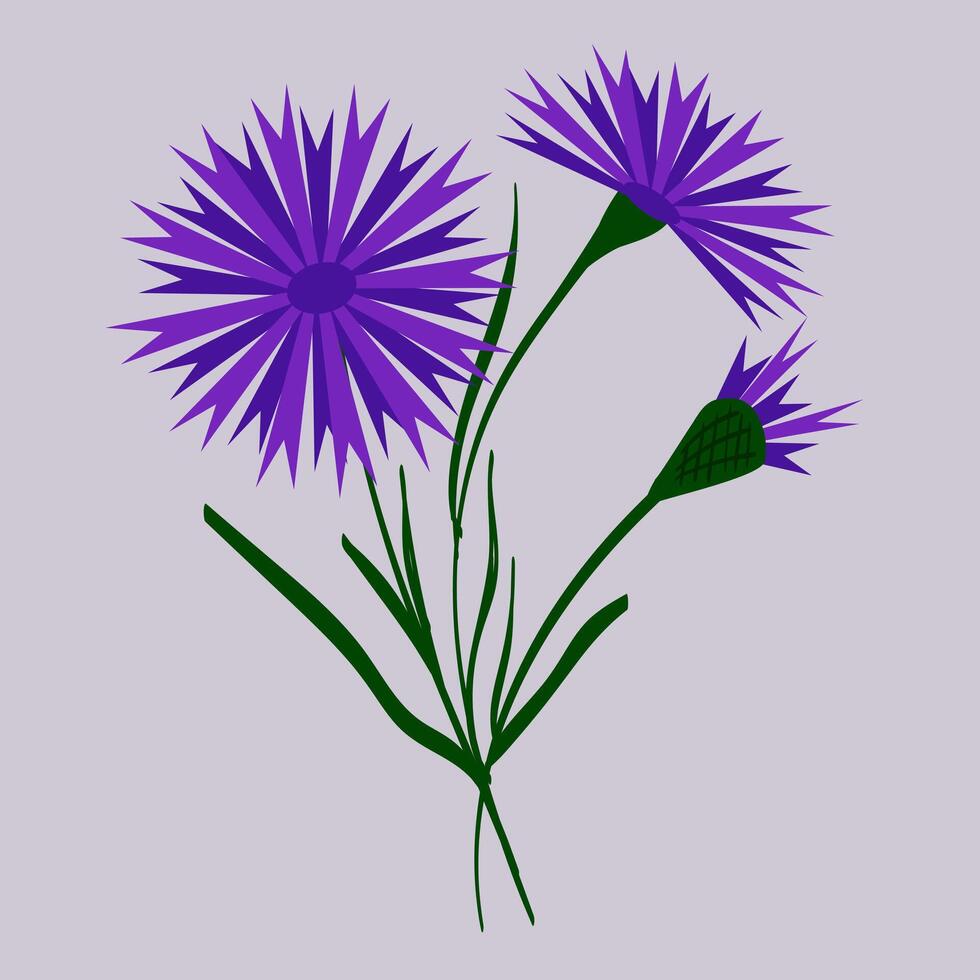 Bouquet of blue field cornflowers. Beautiful flower with buds. Belarus style. For design, prints and postcards. vector