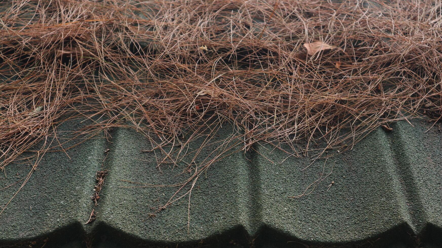 close-up of an old wooden roof with fallen pine needles. photo