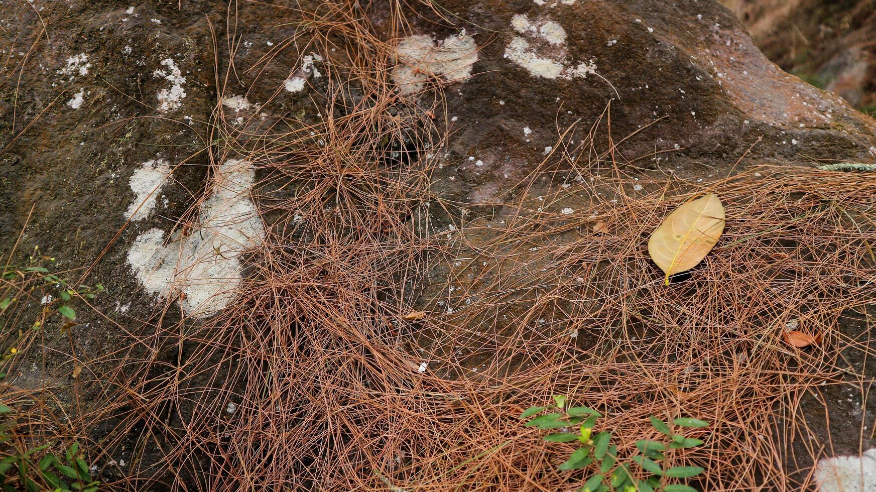dry pine needles on the stone at forest, nature background. design element photo