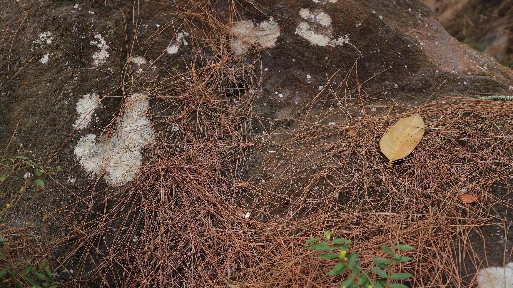 dry pine needles on the stone at forest, nature background. design element photo