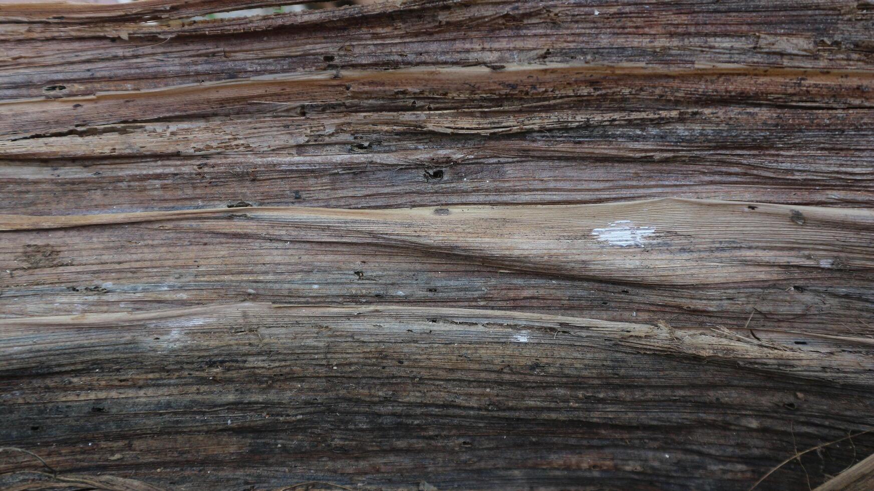 Detailed texture of the broken dried banana stem. very good for background. photo