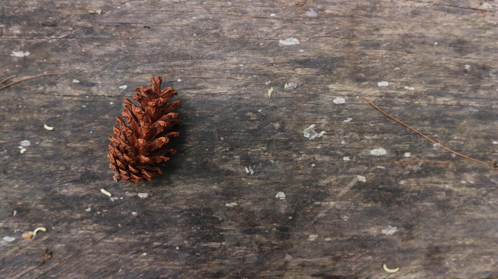 Pine Cone on old wood background. Copy space for element design photo