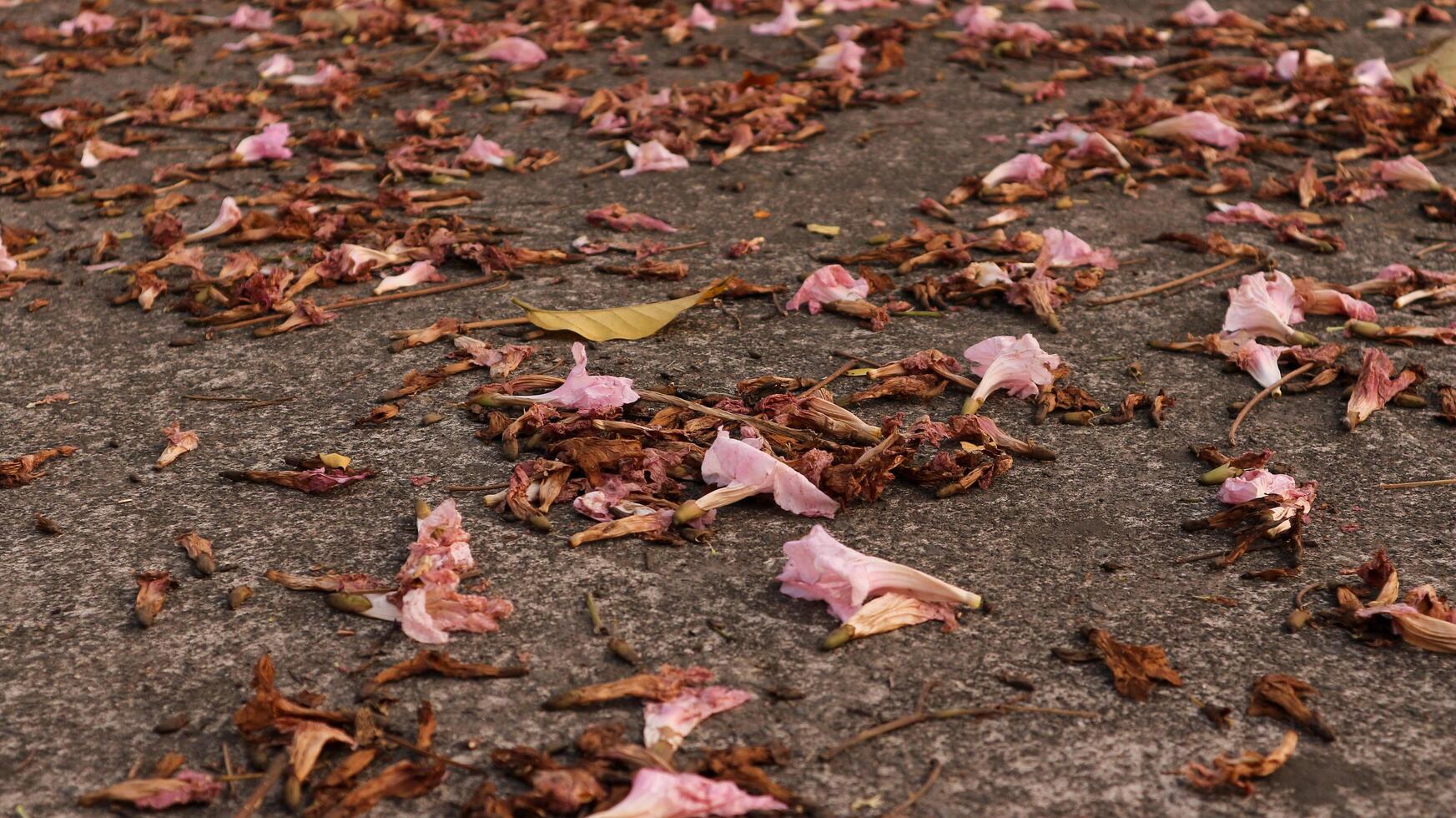 background of fallen leaves on the asphalt in the city photo