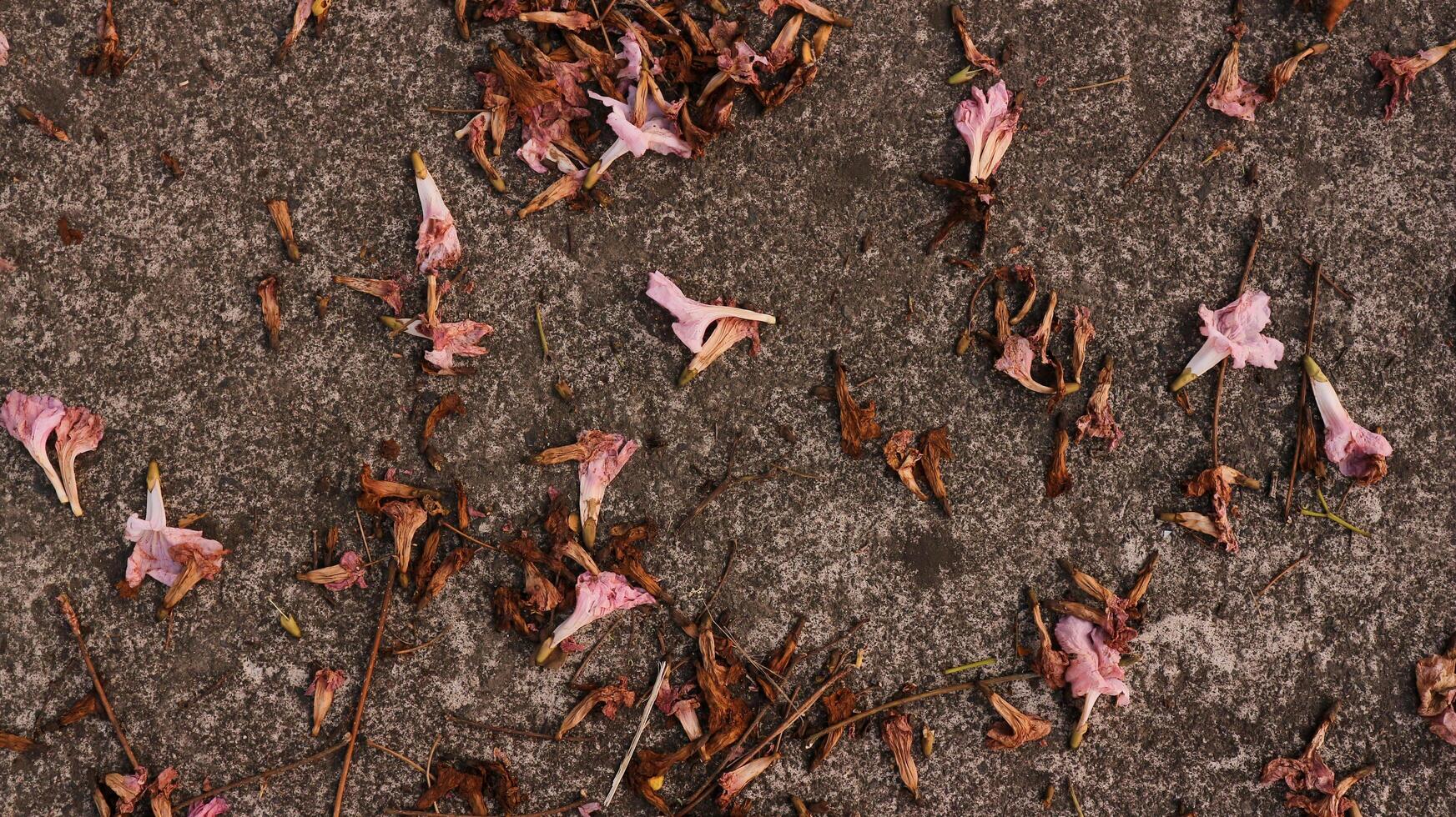 background of fallen leaves on the asphalt in the city photo