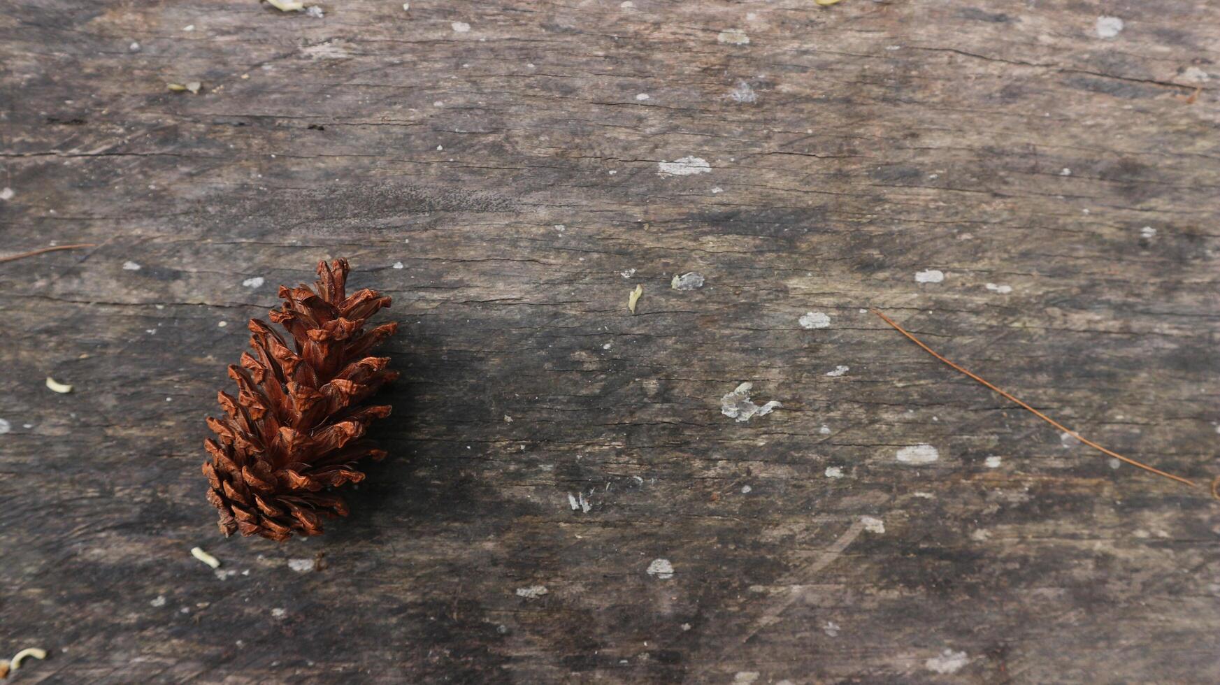 Pine Cone on old wood background. Copy space for element design photo