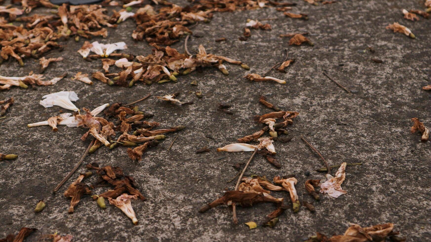 background of fallen leaves on the asphalt in the city photo