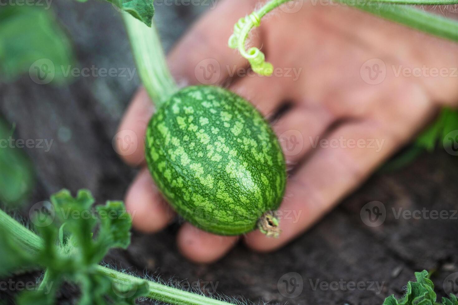 watermelon sprout with small berry in a man's hand photo