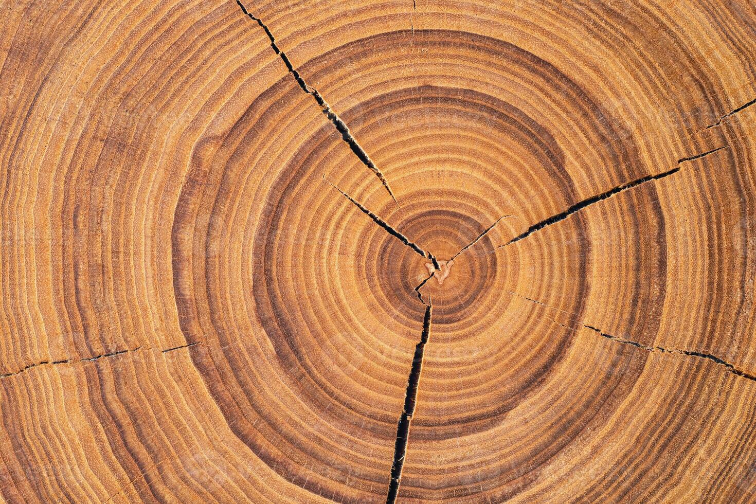 annual rings on a sawn trunk, old tree stump background. wood texture photo