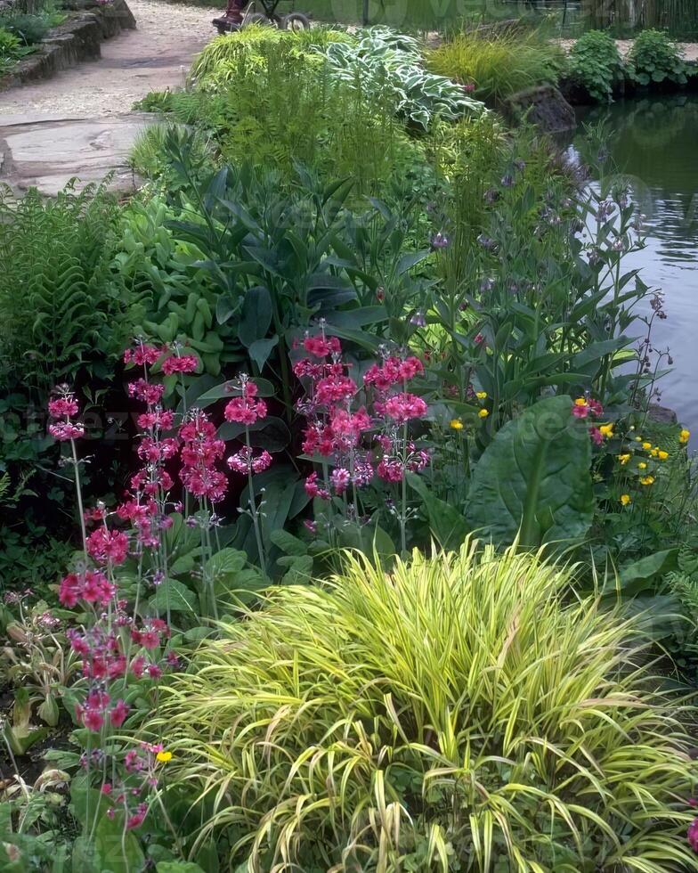 Garden background. Spring or summer gardening with plants and flowers photo