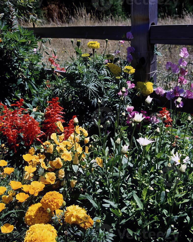 Garden background. Spring or summer gardening with plants and flowers photo
