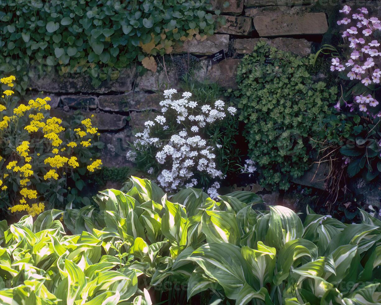 Garden background. Spring or summer gardening with plants and flowers photo