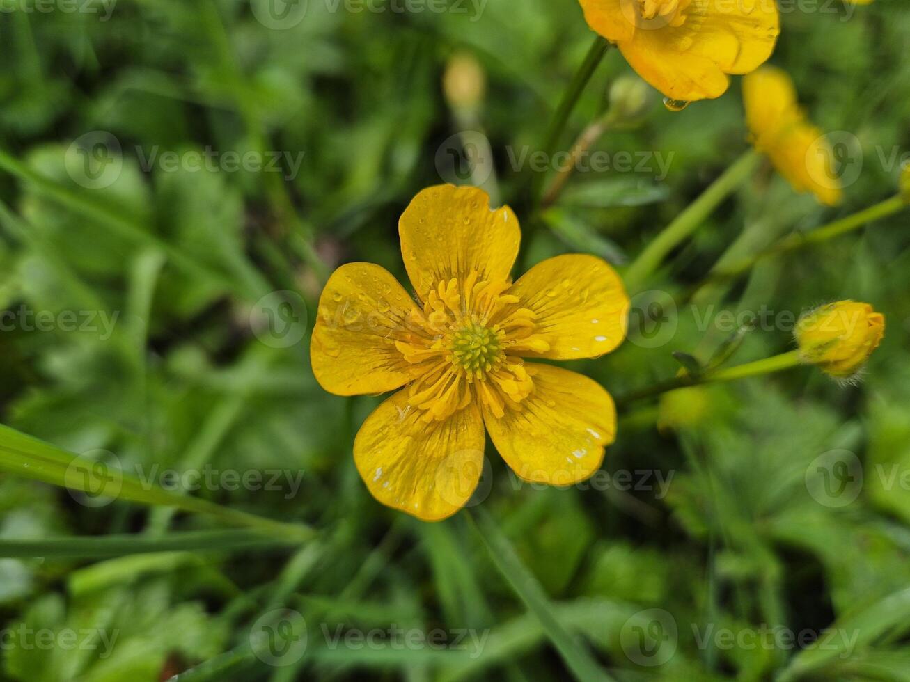 Yellow summer flowers close view background photo