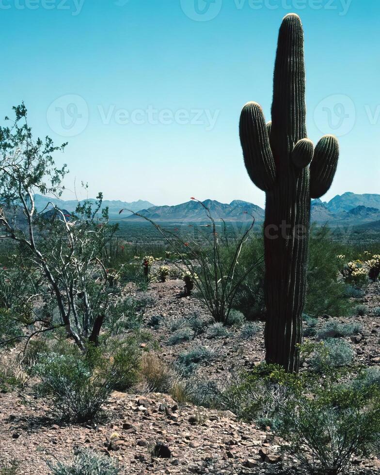 Cactus plant close view background. Green wild cactuses photo