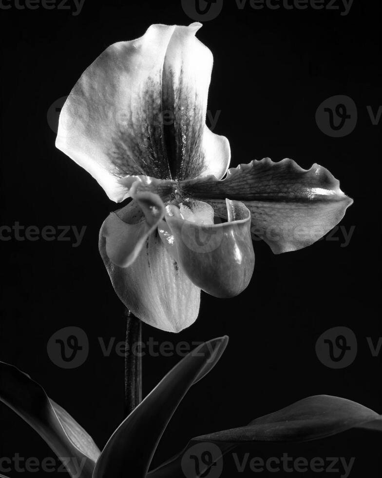 Flowers close view, natural plants black and white photo background