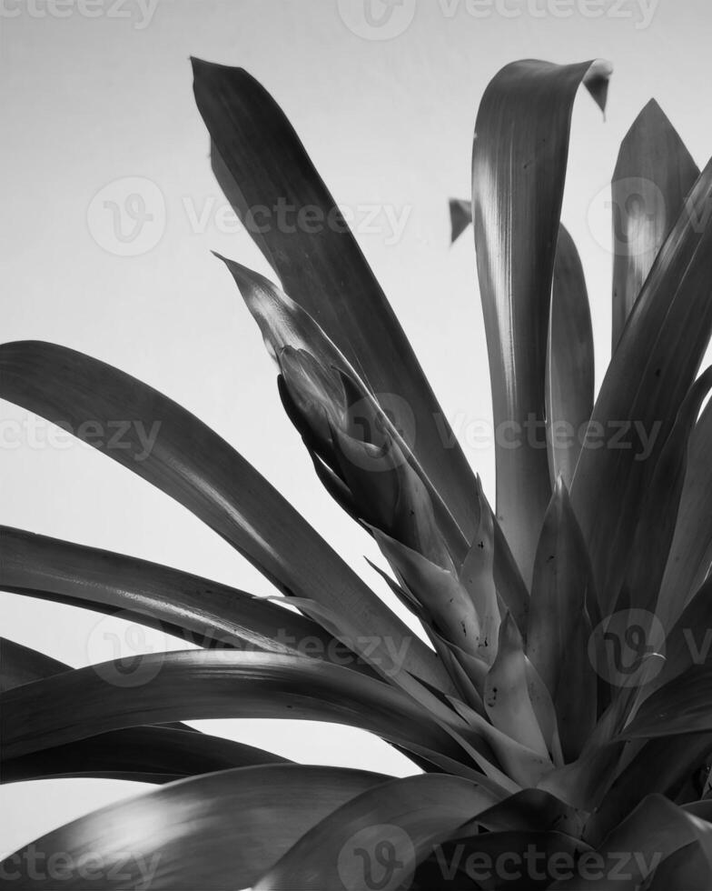 Flowers close view, natural plants black and white photo background