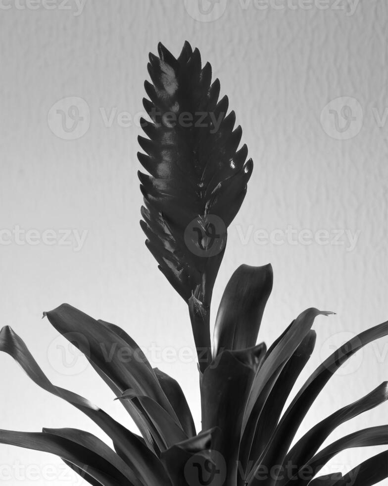 Flowers close view, natural plants black and white photo background