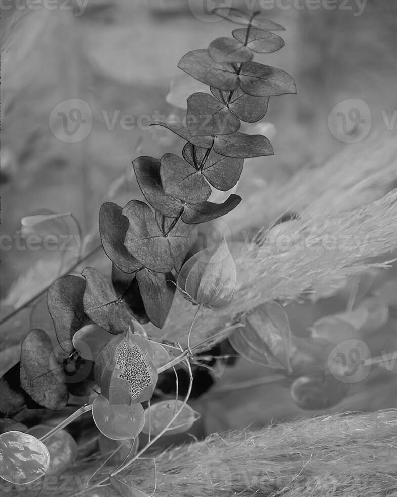 Flowers close view, natural plants black and white photo background