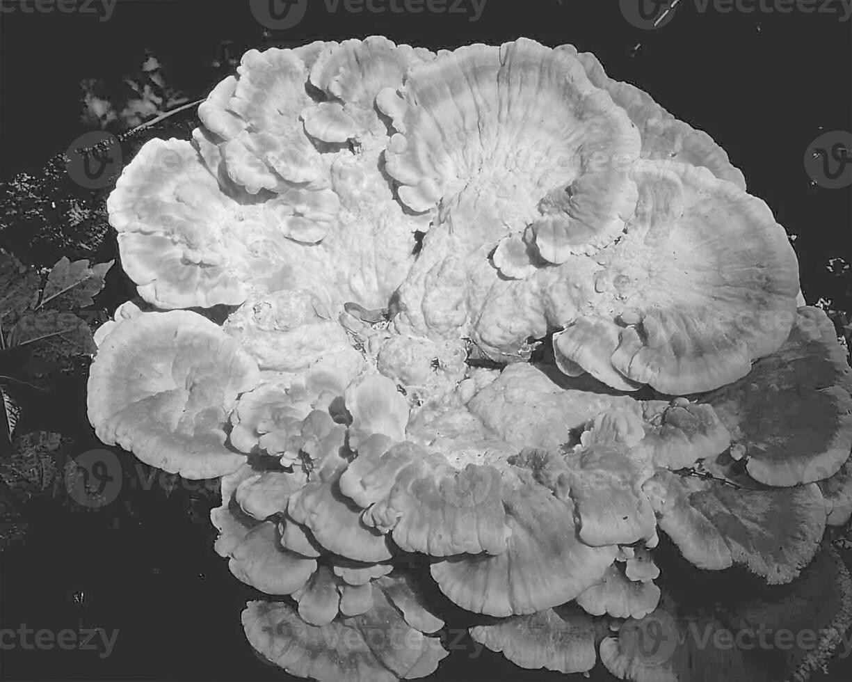 Flowers close view, natural plants black and white photo background