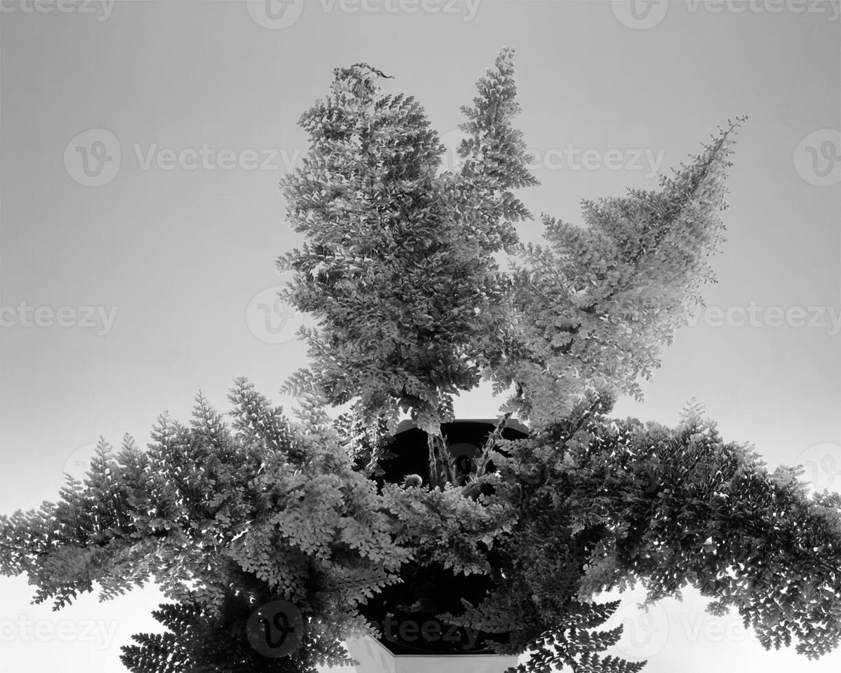 Flowers close view, natural plants black and white photo background