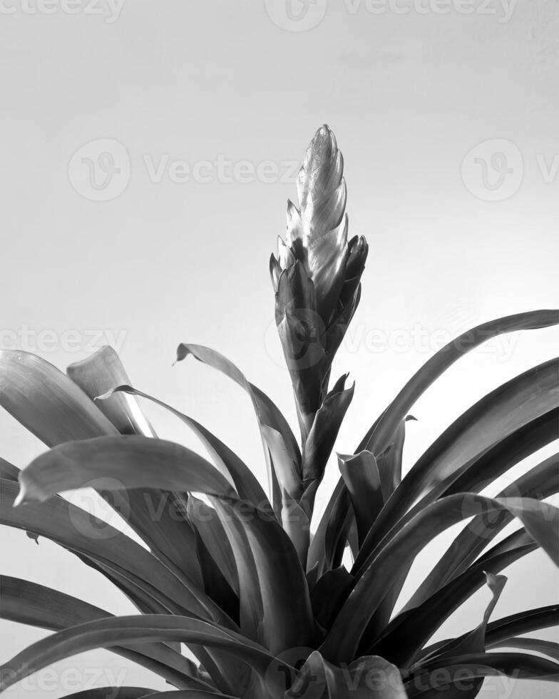 Flowers close view, natural plants black and white photo background