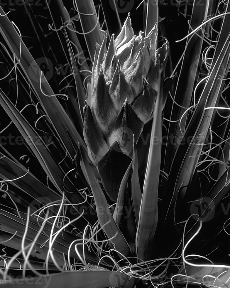 Flowers close view, natural plants black and white photo background