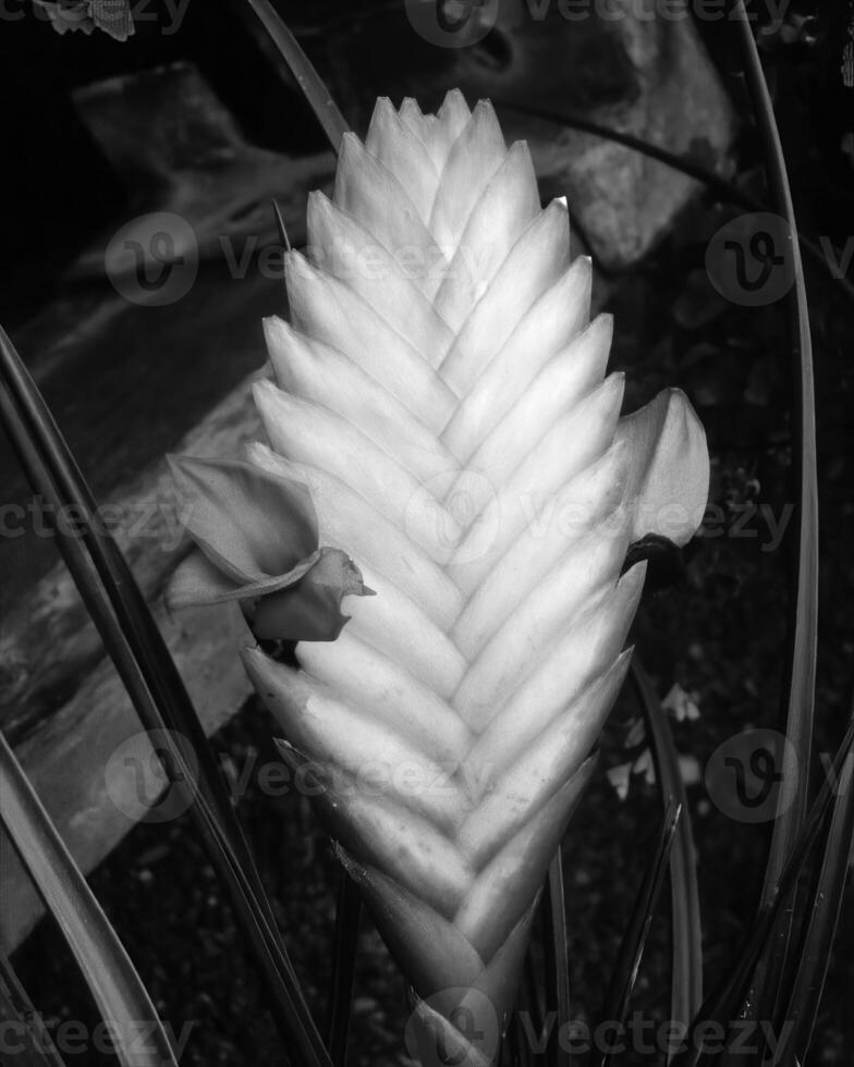 Flowers close view, natural plants black and white photo background