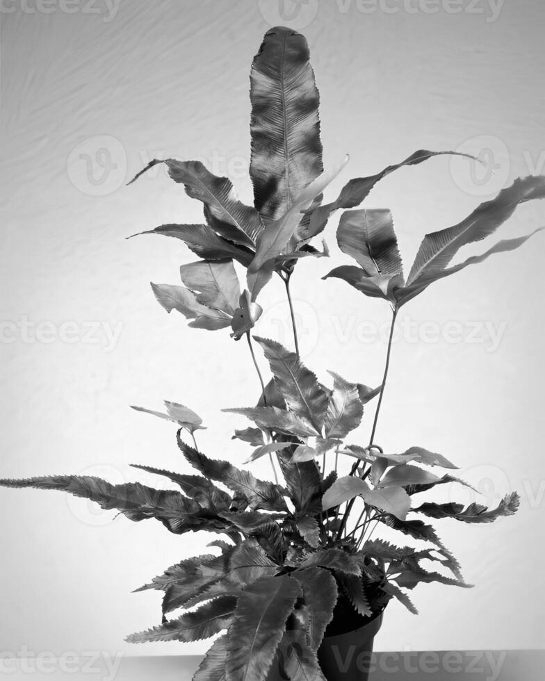 Flowers close view, natural plants black and white photo background