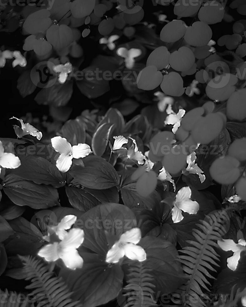 Flowers close view, natural plants black and white photo background