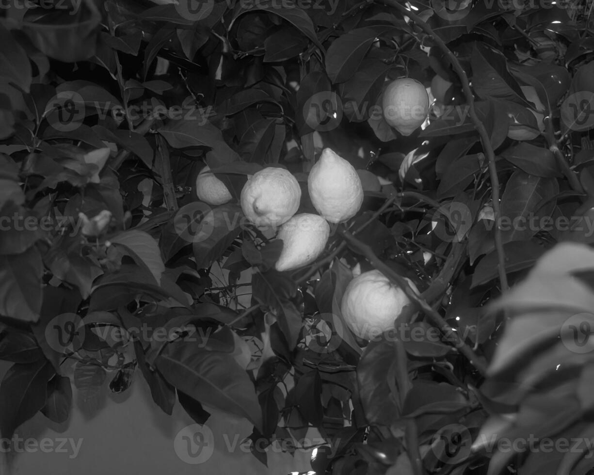 Flowers close view, natural plants black and white photo background